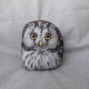 Kivipöllö, helmipöllö